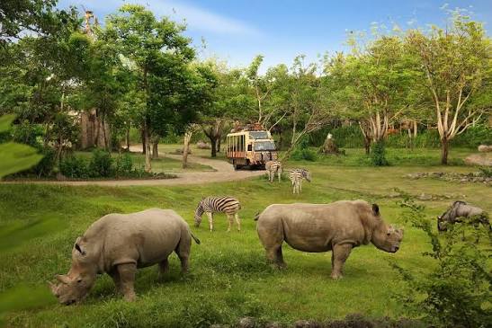 Explore the Wild at Bali Safari Park