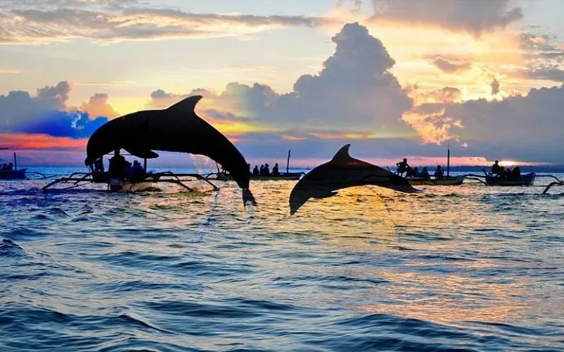 Lovina Dolphin Sunrise Adventure
